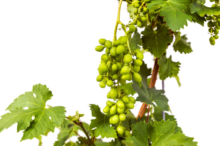 Unripe wine grapes