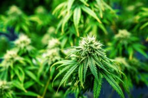 Cannabis hemp plant